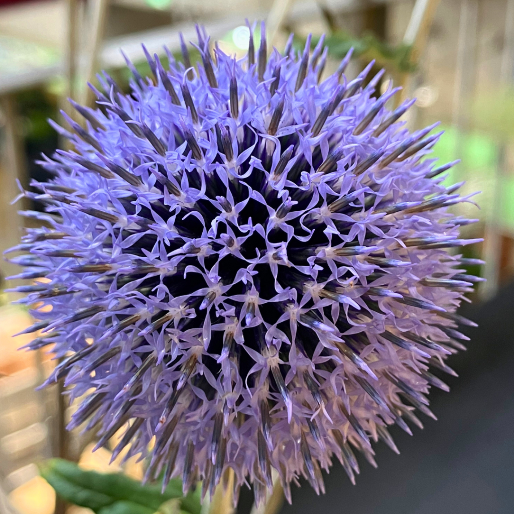 Echinops